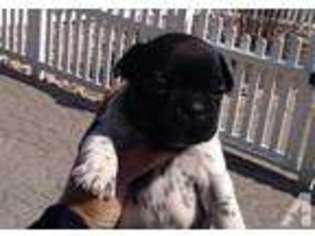 French Bulldog Puppy for sale in LA SALLE, CO, USA