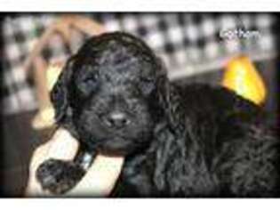 Labradoodle Puppy for sale in Dorset, OH, USA