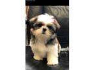 Mutt Puppy for sale in Hartland, MI, USA