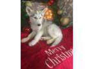 Siberian Husky Puppy for sale in Roselle, IL, USA