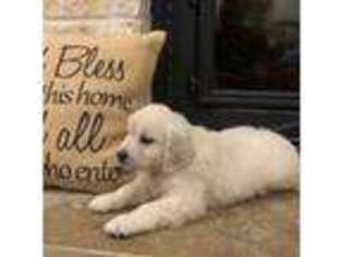 Golden Retriever Puppy for sale in Whitesboro, TX, USA
