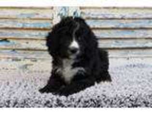 Bernese Mountain Dog Puppy for sale in Eden Valley, MN, USA