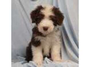 Bearded Collie Puppy for sale in Liberal, MO, USA