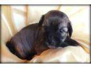 Chinese Crested Puppy for sale in TERRELL, TX, USA