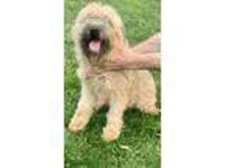 Soft Coated Wheaten Terrier Puppy for sale in Bethel, PA, USA