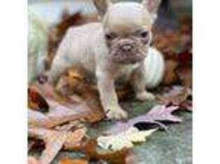 French Bulldog Puppy for sale in New Fairfield, CT, USA