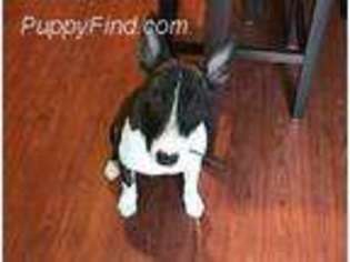 Bull Terrier Puppy for sale in Centennial, CO, USA