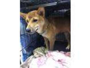 Shiba Inu Puppy for sale in Homestead, FL, USA