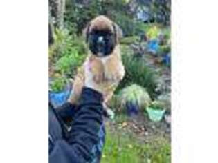 Boxer Puppy for sale in Rocklin, CA, USA