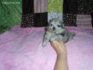 Pomeranian Puppy for sale in Berryville, AR, USA