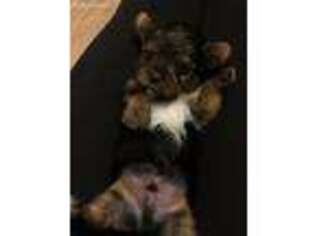 Yorkshire Terrier Puppy for sale in Downingtown, PA, USA