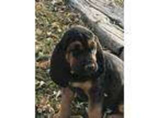 Bloodhound Puppy for sale in Nampa, ID, USA