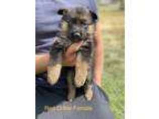 German Shepherd Dog Puppy for sale in Commerce City, CO, USA
