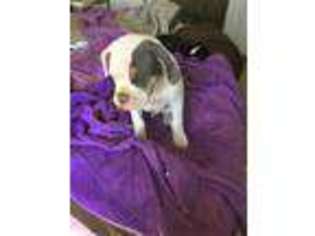Olde English Bulldogge Puppy for sale in Chino Valley, AZ, USA
