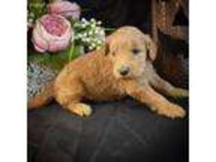 Goldendoodle Puppy for sale in Dubois, IN, USA