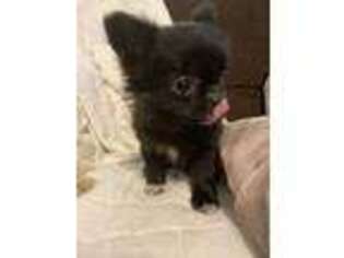 Chihuahua Puppy for sale in Cedar Falls, IA, USA