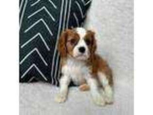 Cavalier King Charles Spaniel Puppy for sale in Arcanum, OH, USA
