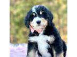 Mutt Puppy for sale in Mayfield, KY, USA