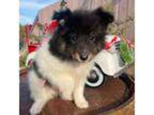 Shetland Sheepdog Puppy for sale in Corona, CA, USA