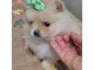 Pomeranian Puppy for sale in Sebring, FL, USA