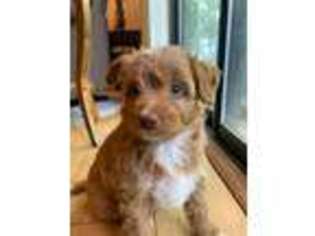 Mutt Puppy for sale in Pigeon Forge, TN, USA