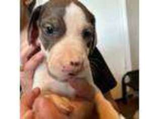 Great Dane Puppy for sale in Rowlett, TX, USA