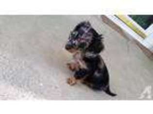 Dachshund Puppy for sale in BRODHEAD, KY, USA