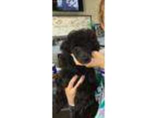 Cavapoo Puppy for sale in Watha, NC, USA