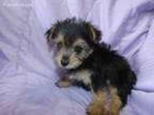 Yorkshire Terrier Puppy for sale in Tiskilwa, IL, USA