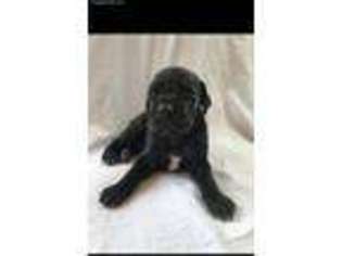 Great Dane Puppy for sale in Fort Collins, CO, USA