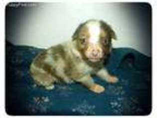 Miniature Australian Shepherd Puppy for sale in Iron, MN, USA