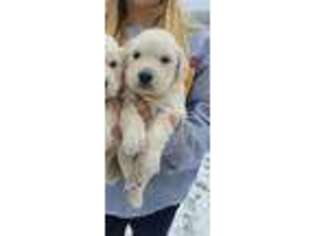 Golden Retriever Puppy for sale in Blairsville, GA, USA