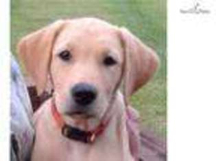Labrador Retriever Puppy for sale in Greenville, SC, USA