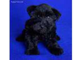 Mutt Puppy for sale in Jackson, TN, USA