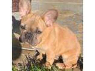 French Bulldog Puppy for sale in Oakley, CA, USA