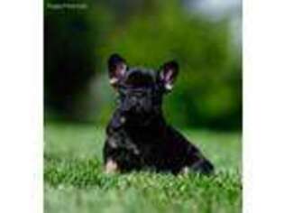 French Bulldog Puppy for sale in Mount Gilead, OH, USA