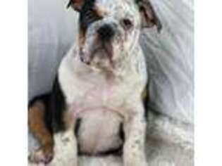 Bulldog Puppy for sale in Chesapeake, VA, USA