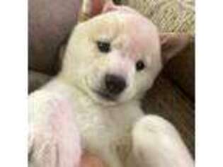 Shiba Inu Puppy for sale in Bourbonnais, IL, USA