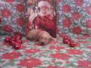 Golden Retriever Puppy for sale in Isabella, MO, USA