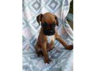 Boxer Puppy for sale in Lewisburg, TN, USA