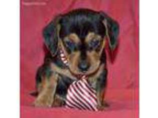 Dachshund Puppy for sale in Greensboro, NC, USA