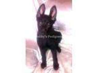 German Shepherd Dog Puppy for sale in RIVERSIDE, CA, USA