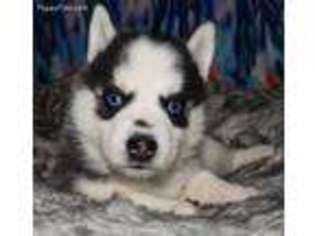 Alaskan Klee Kai Puppy for sale in Amboy, WA, USA