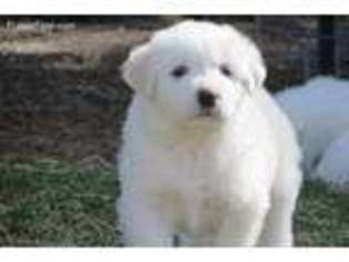 Great Pyrenees Puppy for sale in Jackson, NJ, USA