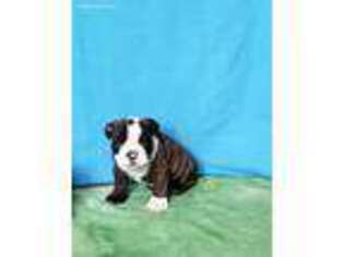 Bulldog Puppy for sale in Appleton, WI, USA