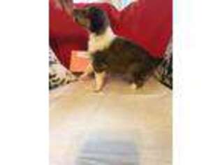 Collie Puppy for sale in Ohatchee, AL, USA