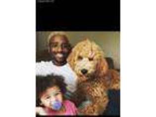 Goldendoodle Puppy for sale in Kennett, MO, USA