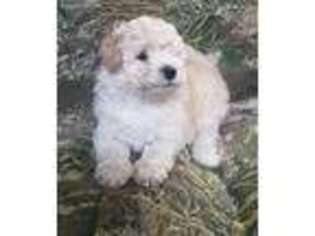 Mutt Puppy for sale in Charlestown, IN, USA