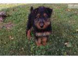 Airedale Terrier Puppy for sale in Sioux Falls, SD, USA