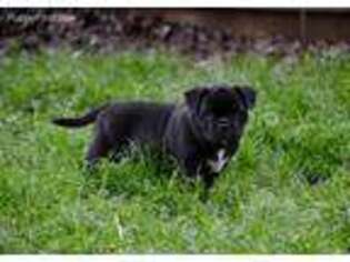 Mutt Puppy for sale in Smackover, AR, USA